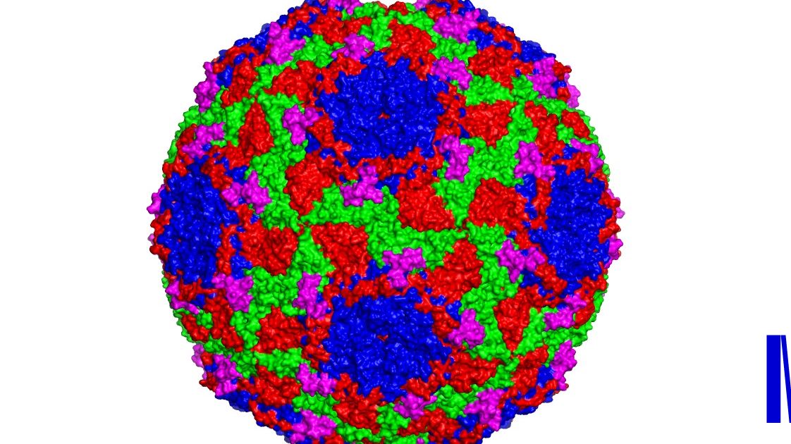 Scientists from CEITEC demonstrated the way a sacbrood honeybee virus ...