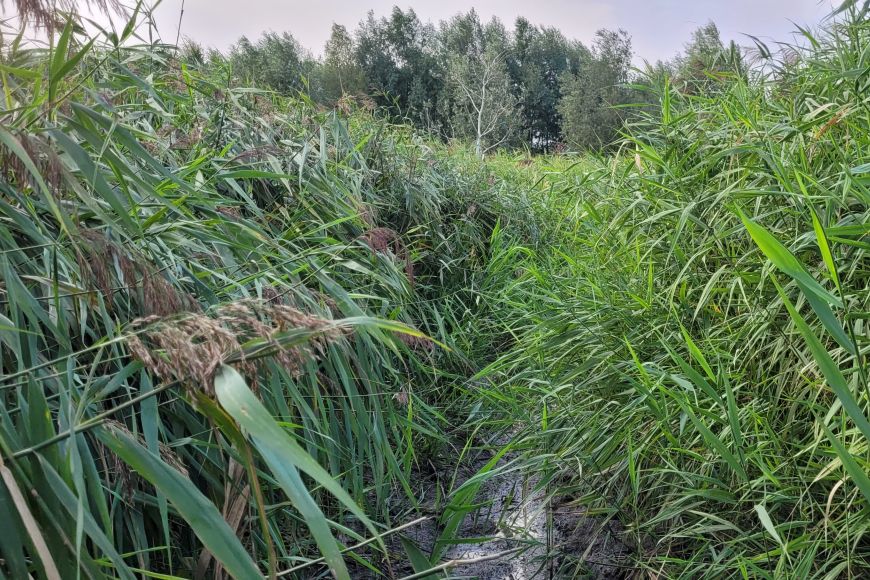 Mokřad u vesnice Krumvíř, před obnovou – Zarostlý mokřad se stává druhově chudou a neprostupnou džunglí.