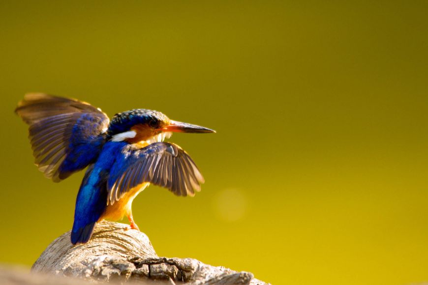 Madagascar Pygmy-Kingfisher.