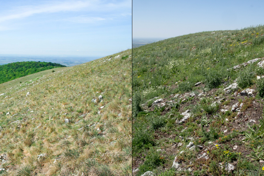 Skalní step na vrcholu Děvín na Pálavě v roce 2012 (vlevo), kdy zde převládala trsnatá stepní tráva kostřava walliská, a v roce 2018 (vpravo), kdy po sérii suchých let začínajících rokem 2015 došlo k ústupu vytrvalých stepních rostlin a jejich náhradě krátkověkými druhy, z nichž mnohé jsou typické spíš pro narušovaná místa ve městech a vesnicích.