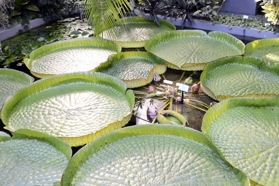  Největší vodní rostlina na světě a přehlídka secesních kloubouků byly hlavními atrakcemi jazzového večírku v botanické zahradě. Foto: David Povolný.