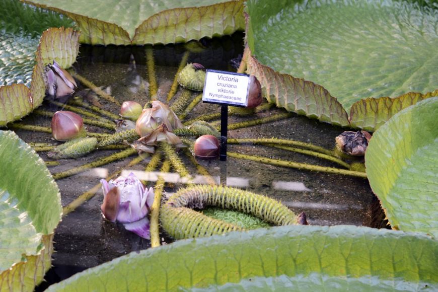  Největší vodní rostlina na světě a přehlídka secesních kloubouků byly hlavními atrakcemi jazzového večírku v botanické zahradě. Foto: David Povolný.