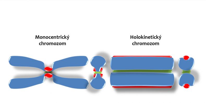 Dva typy chromozomů v organismech.