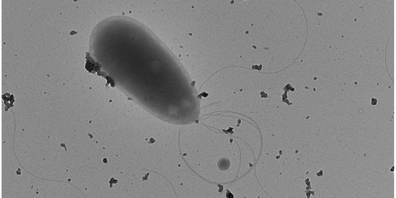 Pseudomonas rossensis.