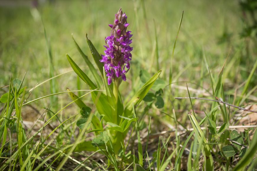 V Růženině lomu se dá narazit i na orchideje.