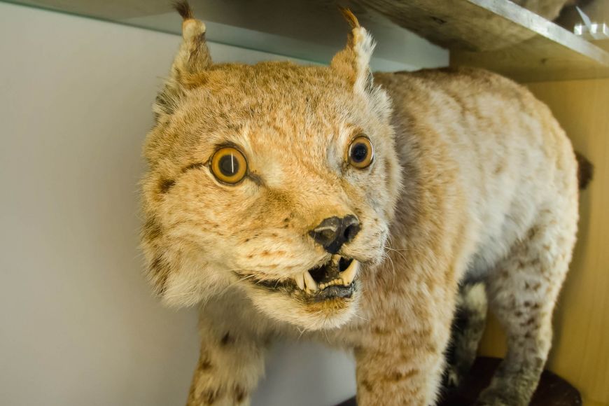 Rys ostrovid ve vertebratologické sbírce Ústavu botaniky a zoologie PřF MU.