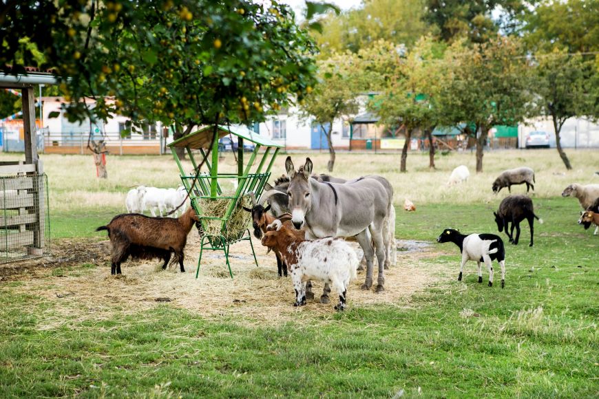 Na farmě Jižanský dvorek uvidíte spoustu zvířat.