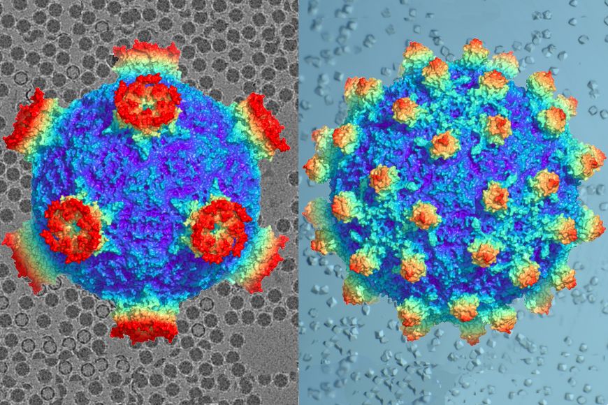Trojrozměrné rekonstrukce včelího viru deformovaných křídel určené pomocí metod kryo-elektronové mikroskopie (vlevo) a rentgenové krystalografie (vpravo).