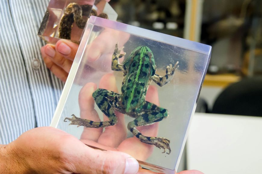 Zoologové zkoušejí nové metody, jak uchovat exempláře obratlovců. Zkoušejí je například zalít do pryskyřice.