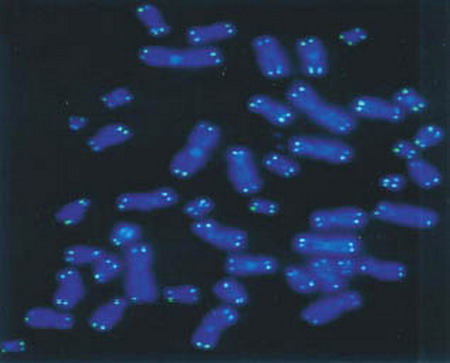 Telomery lidských chromozomů analyzované pomocí techniky PRINS. Telomery jsou patrné jako svítící tečky na modře obarvených chromozómech (pomocí barviva DAPI).